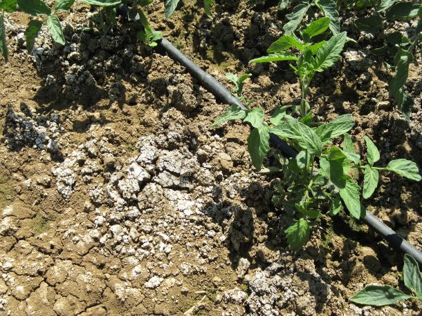 Ph : DR - Salinisation du solVisuel d'illustration des dépôts salins à la surface du sol.