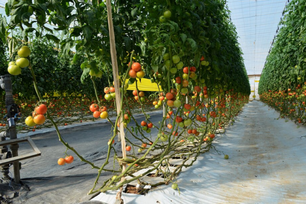 Producteurs et exportateurs de fruits et légumes au Maroc