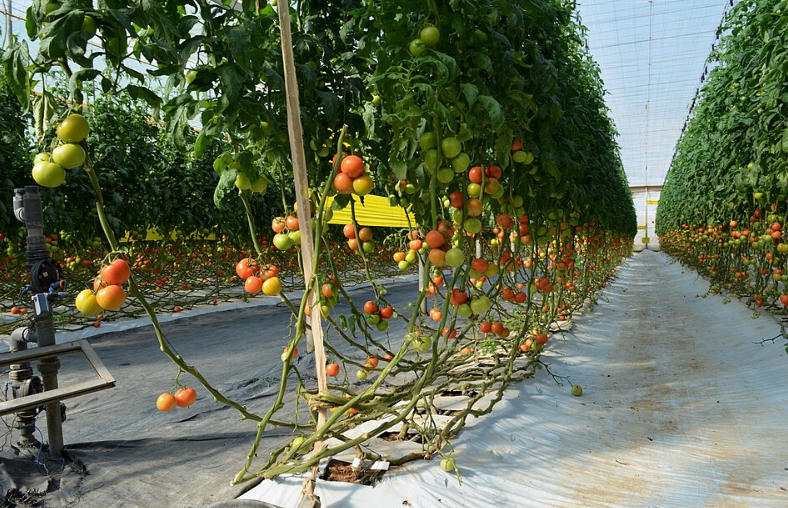 Producteurs et exportateurs de fruits et légumes au Maroc