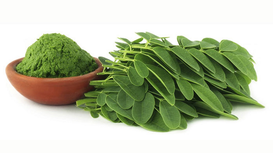 Le Moringa, une culture qui s&rsquo;adapte aux climats arides
