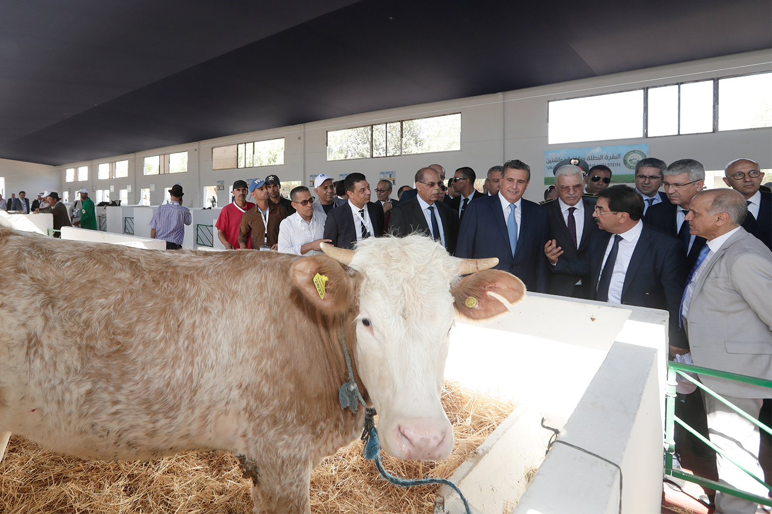 Lancement de la deuxième édition du Salon Professionnel de l’Elevage à Sidi Bennour