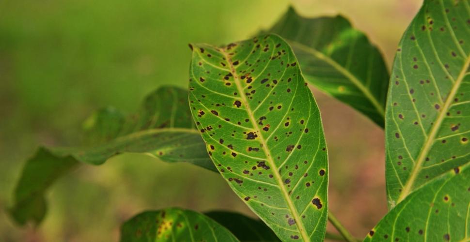 L&rsquo;anthracnose du pois chiche au Maroc