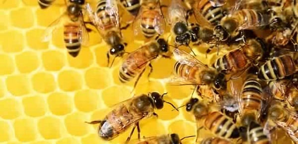 Des millions d’abeilles pollinisatrices mortes à cause d’un virus