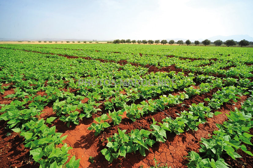Un rapport met en avant le Maroc, un leader émergent de l&rsquo;agriculture régénérative en Afrique