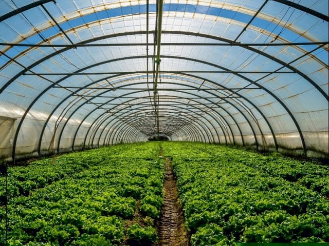 L’Algérie partage son expérience agricole avec la Palestine