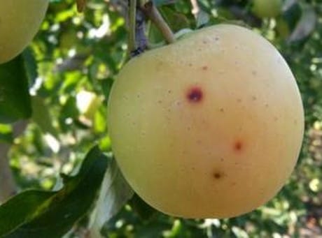 Alternaria alternata affecte les pommes en Espagne