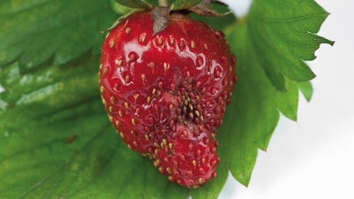 Interdiction d&rsquo;importer des plants de fraises pour éviter l&rsquo;anthracnose