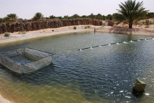 La pêche est mise à l’honneur à Dakhla