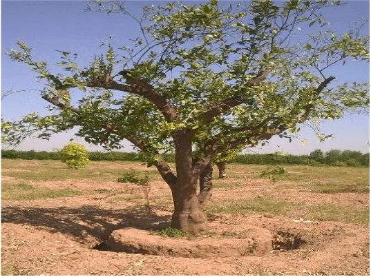 Arrachage de 3000 plants d&rsquo;agrumes en Espagne