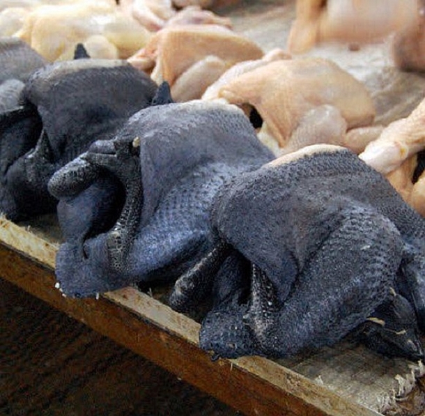 Insolite Ayam Cemani, le poulet entièrement noir ! AgriMaroc.ma