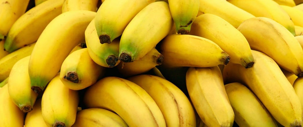 Banane Bio: Préparation de la parcelle et plantation