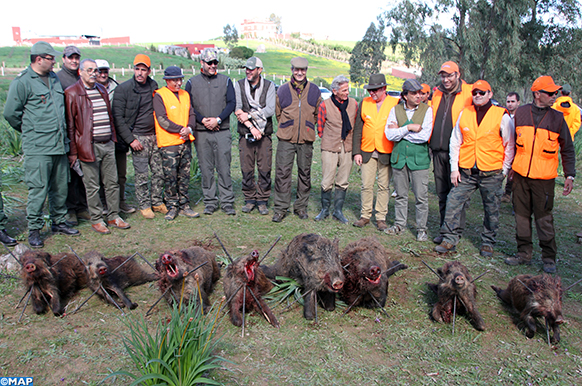 Souss-Massa : quelque 860 sangliers abattus