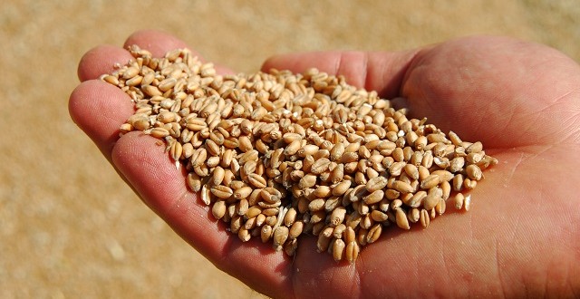 La récolte de blé affiche un nouveau record en France