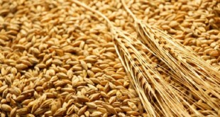 Suspension des droits d'importation du blé tendre et dérivés au Maroc