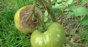Botrytis: Lutter contre la pourriture grise de la tomate