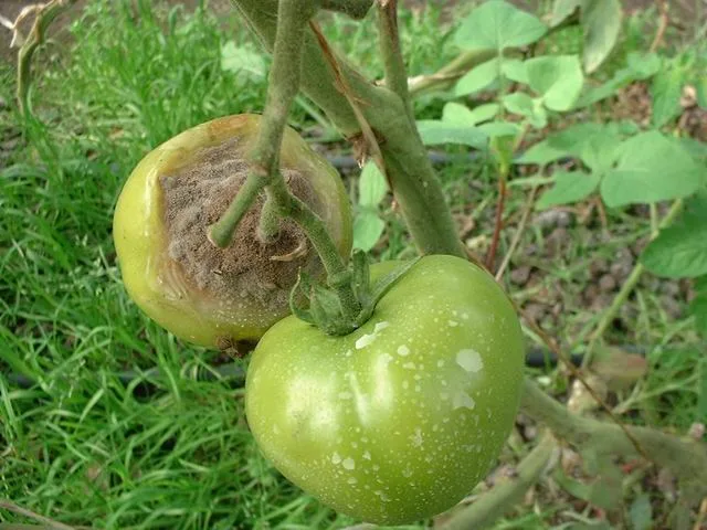 Botrytis: Lutter contre la pourriture grise de la tomate