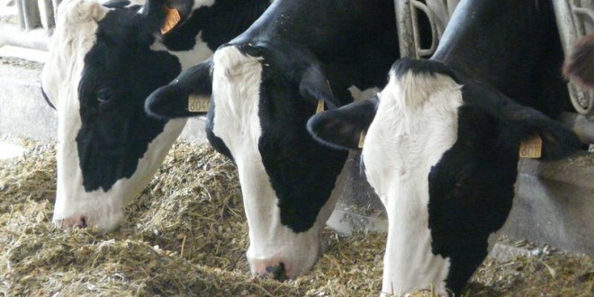 Une note de l’état corporel de la vache sera déterminée à partir d’une photo prise par un smartphone sur le dessus de la vache. La fiabilité est de plus de 99 %.