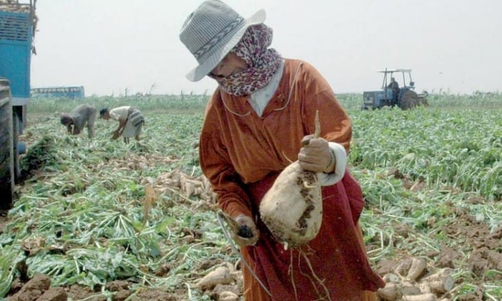 Béni Mellal-Khénifra: Une région agricole à préserver et à développer