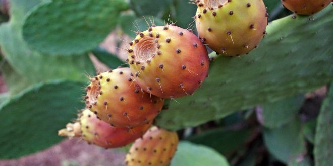 Cactus Valtercirillo