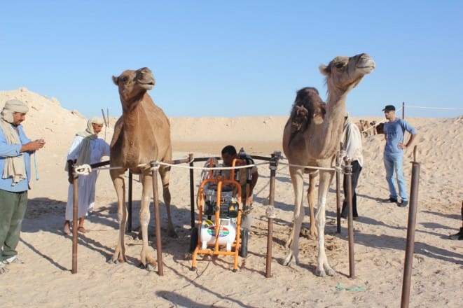 Laâyoune: journée d’info sur les produits camelins