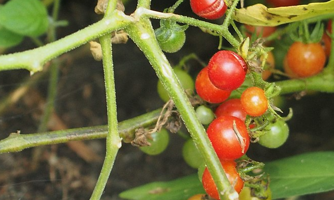 Quelle est la variété de tomate la plus ancienne connue ?
