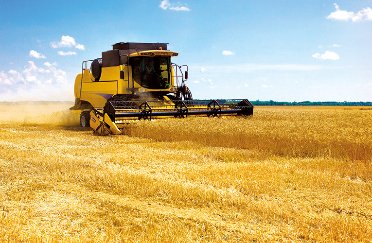 Céréales : Une superficie de 716.000 ha programmée dans la région Fès-Meknès