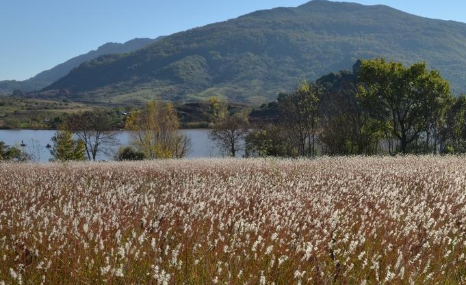 Les plantes invasives sont-elles protégées des maladies ?