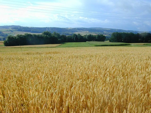 La Chine prévoit d’augmenter sa consommation et ses stocks de grains
