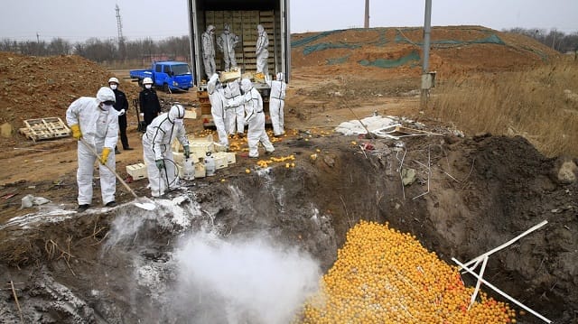 20 tonnes d’agrumes espagnols détruites en Chine!