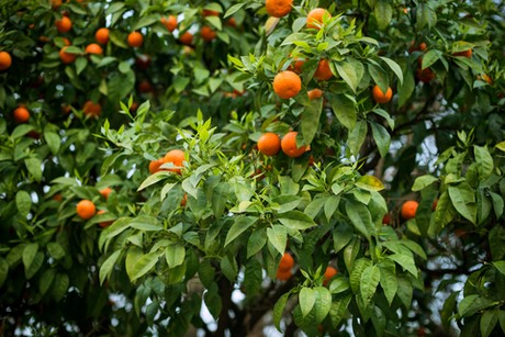 Agrumiculture : un drone pour détecter les maladies des arbres