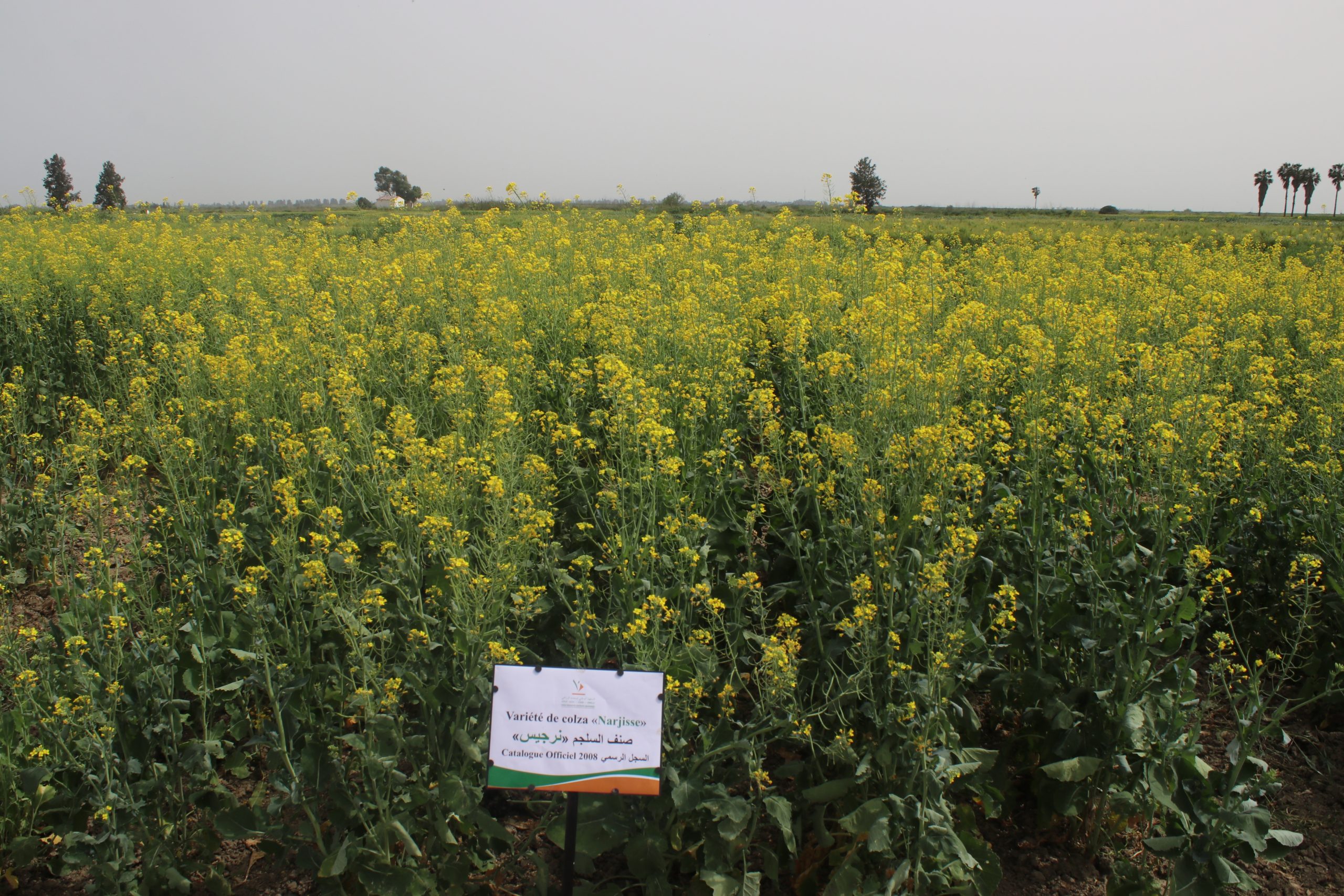 INRA : Journée démonstration de variétés Colza à Douyet le 11 mai 2022