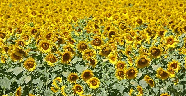 Les maladies du tournesol