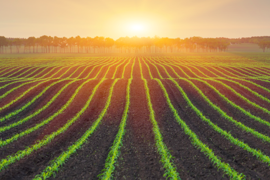La génomique agricole au cœur du débat : CropLife International appelle à une politique cohérente pour stimuler la productivité
