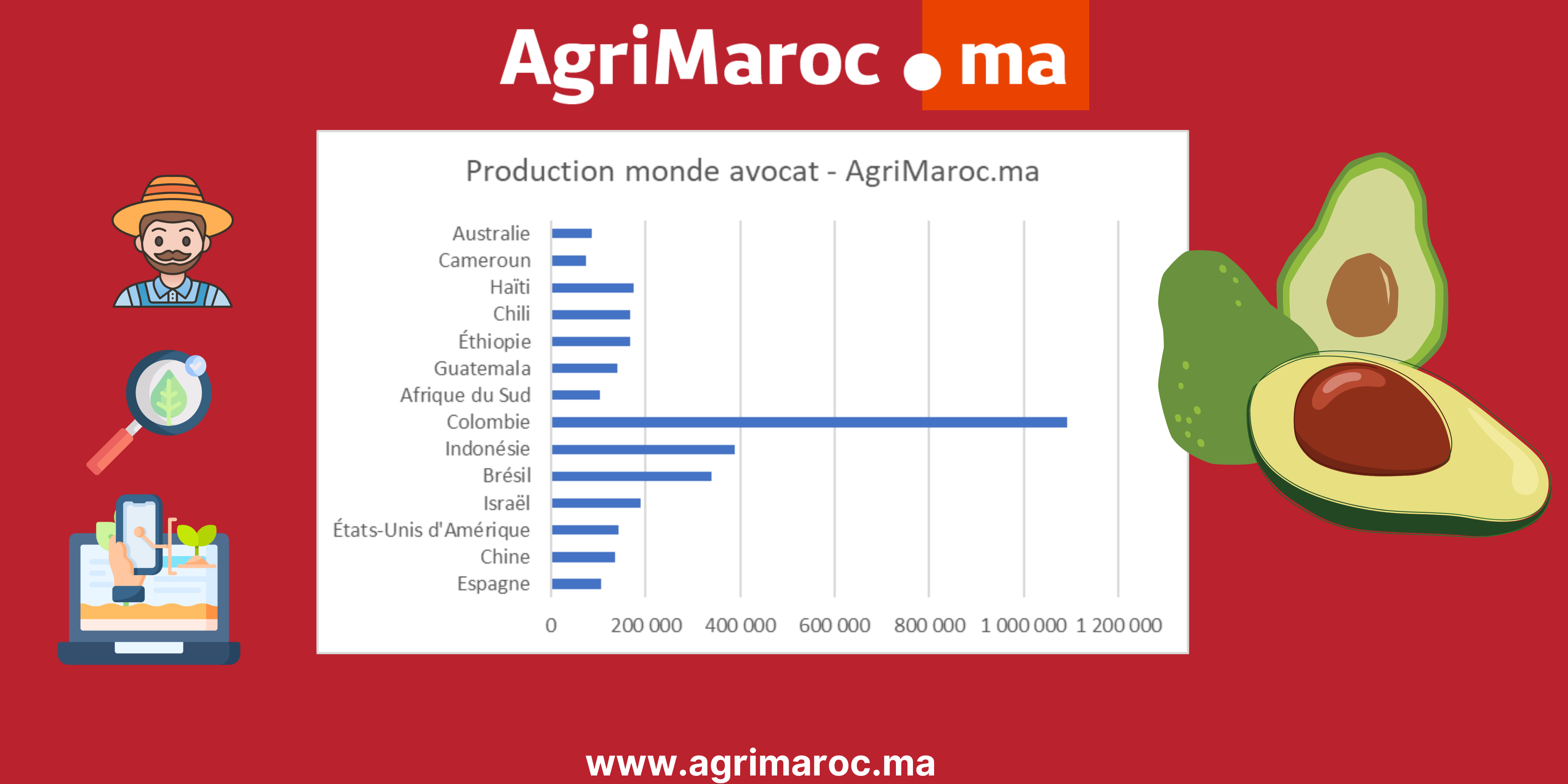 Avocats : Qui domine le marché mondial ?