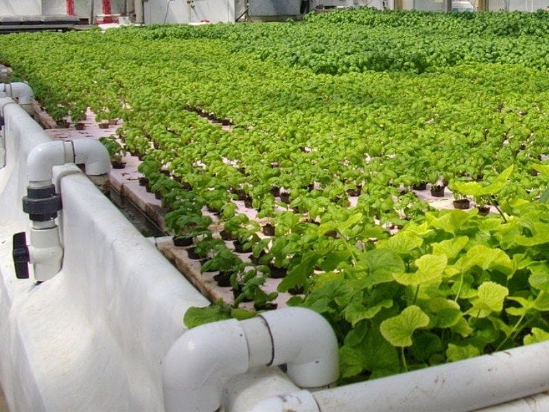 Culture de légumes avec des poissons en Bulgarie