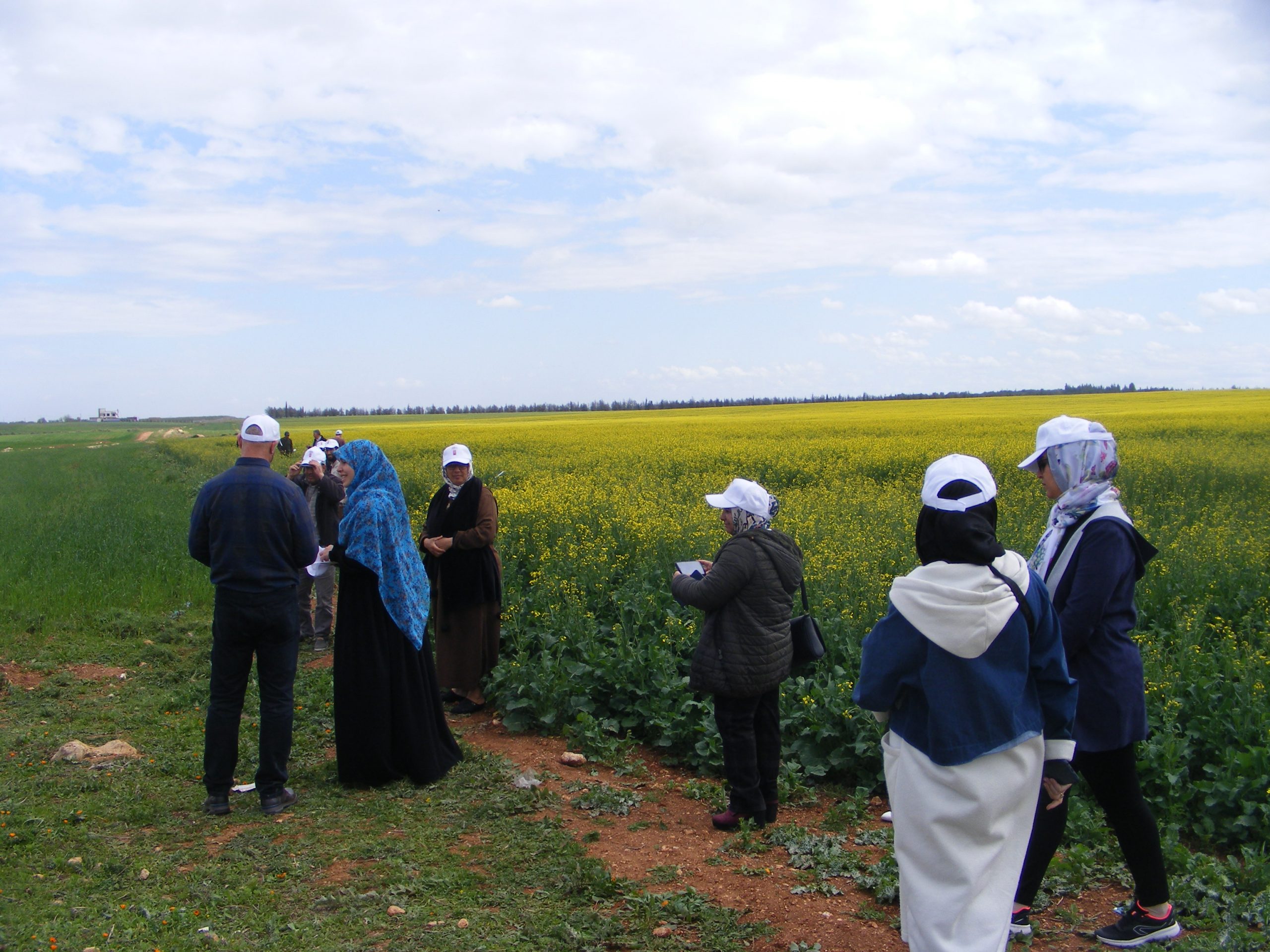 تحليل: المغرب يستثمر في قطاعي بذور السلجم و دوار الشمس