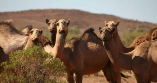 Des formations agricoles organisées dans la région de Dakhla