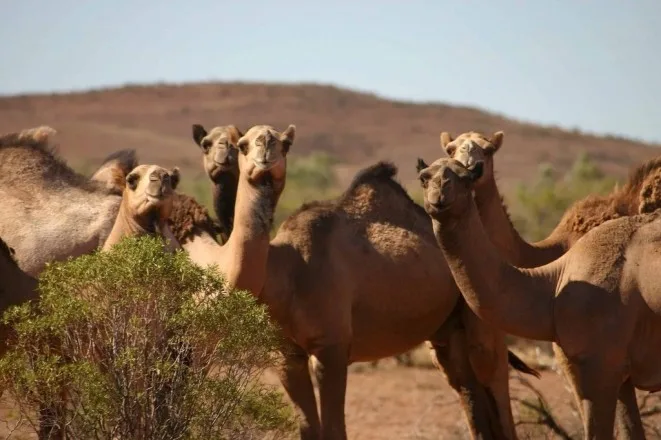Laâyoune abrite une Conférence internationale sur les camélidés