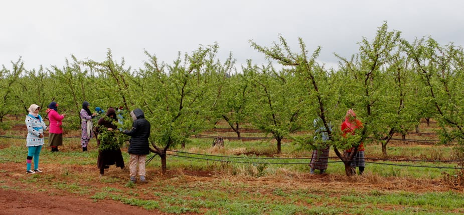 Des femmes caporales aux Domaines Zniber