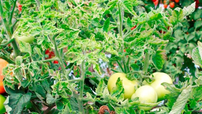 Des semences de tomates virosées en Egypte