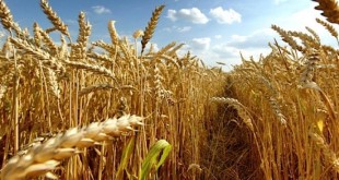 Droit d'importation du blé: Le projet de loi adopté par le gouvernement