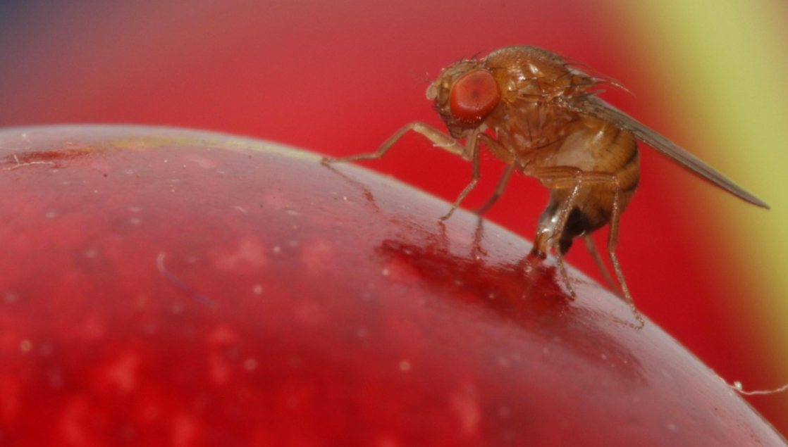Des guêpes asiatiques lâchées pour lutter contre Drosophila suzukii