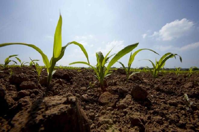 Drâa-Tafilalet: Enquête sur les chaines de production agricole