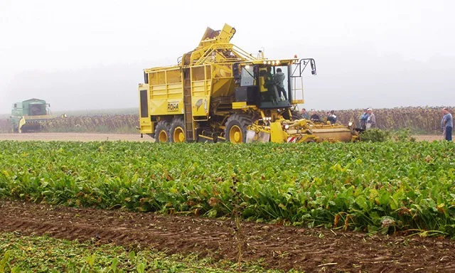Betterave à sucre : Fertilisation et protection de la culture en irrigation localisée
