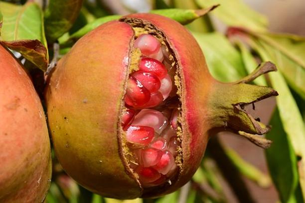 Tunisie: Les agriculteurs appelés à commencer la lutte biologique contre l&rsquo;Ectomyelois ceratoniae
