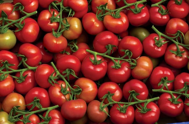 L’Egypte veut exporter ses tomates vers la Russie