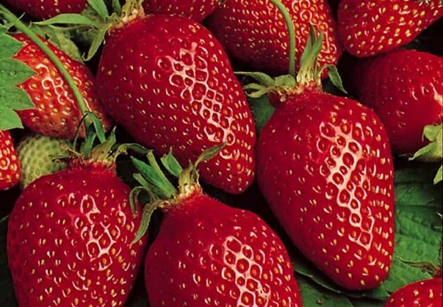 Campagne de promotion de la fraise espagnole en Europe