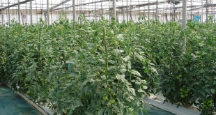 L'Espagne déplace sa production horticole au Maroc