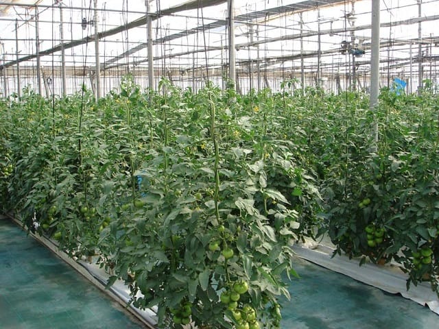 L&rsquo;Espagne déplace sa production horticole au Maroc
