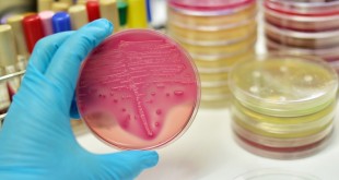 FAO/OMS/OIE: Lutte contre la résistance aux antimicrobiens